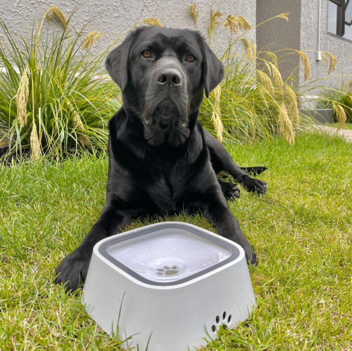 Floating dog shop water bowl